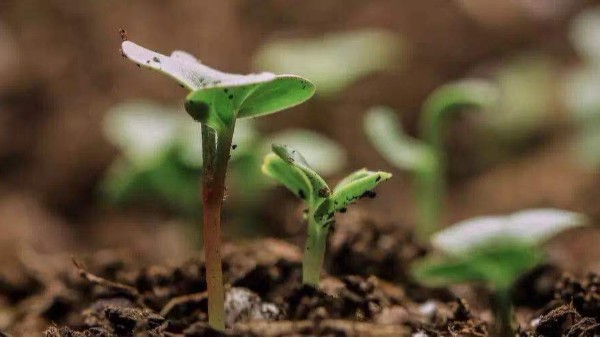 植樹造林種下一份希望，共創美好環境!